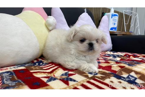 成約済の兵庫県のペキニーズ-232632の4枚目